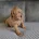Cockapoo