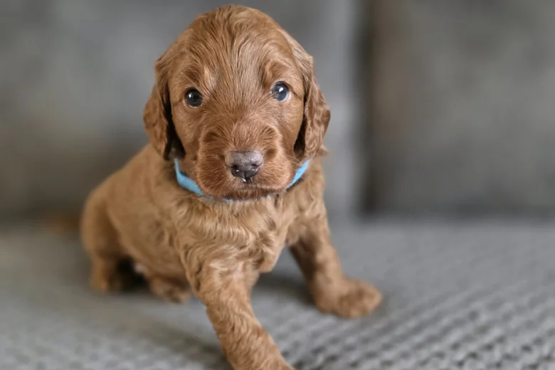Cockapoo