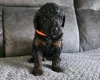 Cockapoo