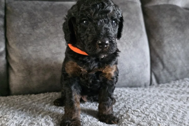 Cockapoo