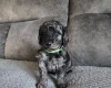 Cockapoo