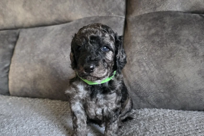 Cockapoo