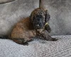 Cockapoo