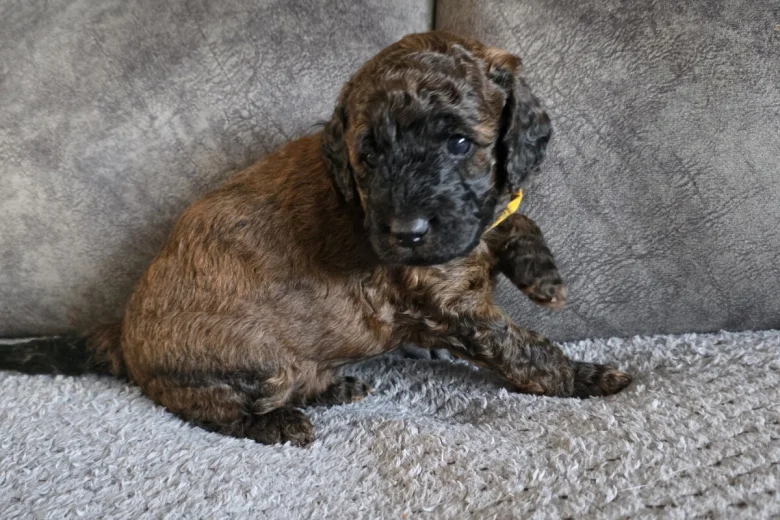 Cockapoo