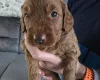 Cockapoo