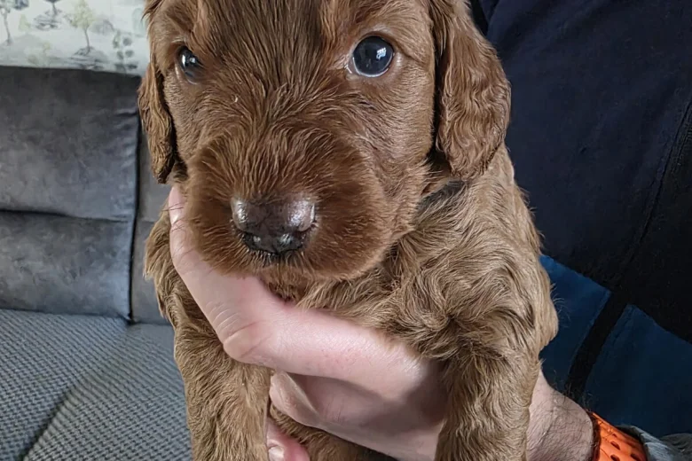 Cockapoo