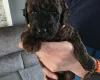 Cockapoo