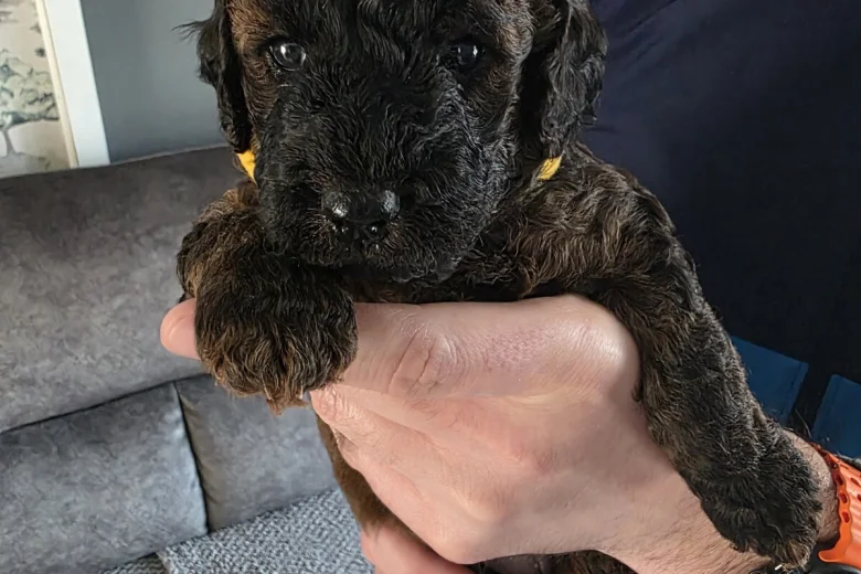 Cockapoo