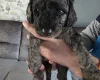Cockapoo