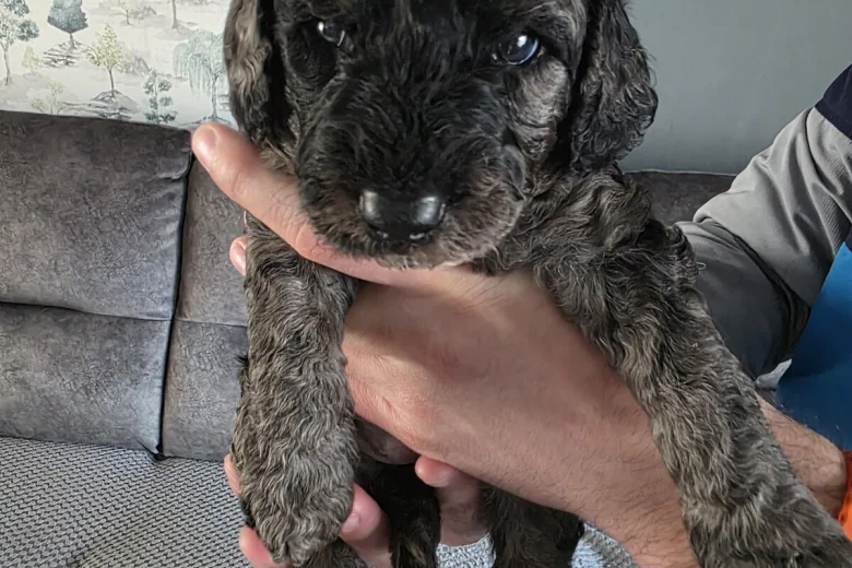 Cockapoo
