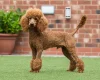 Cockapoo