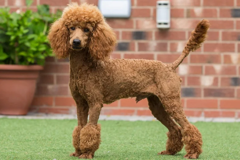 Cockapoo