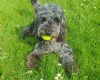 Cockapoo