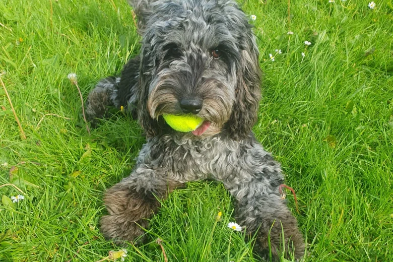 Cockapoo