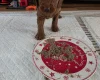Cockapoo