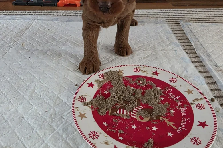 Cockapoo