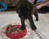 Cockapoo