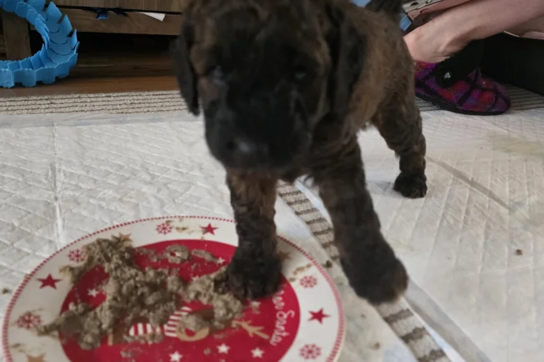 Cockapoo