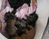 Cockapoo