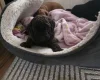 Cockapoo