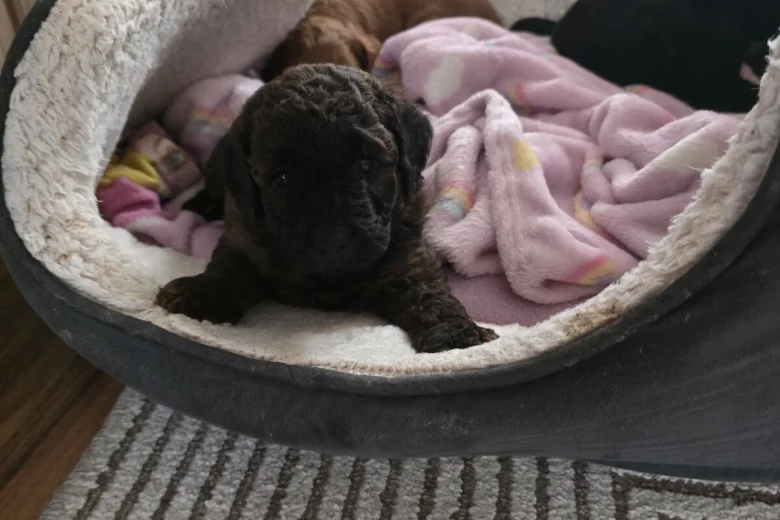 Cockapoo