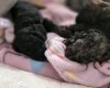 Cockapoo