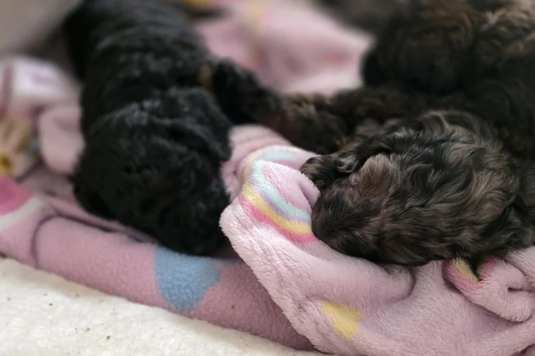Cockapoo