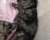 Cockapoo