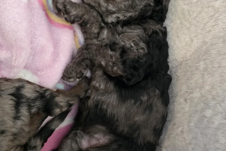 Cockapoo
