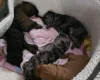 Cockapoo