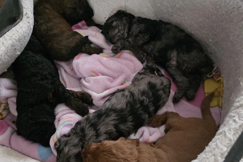 Cockapoo
