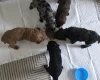 Cockapoo