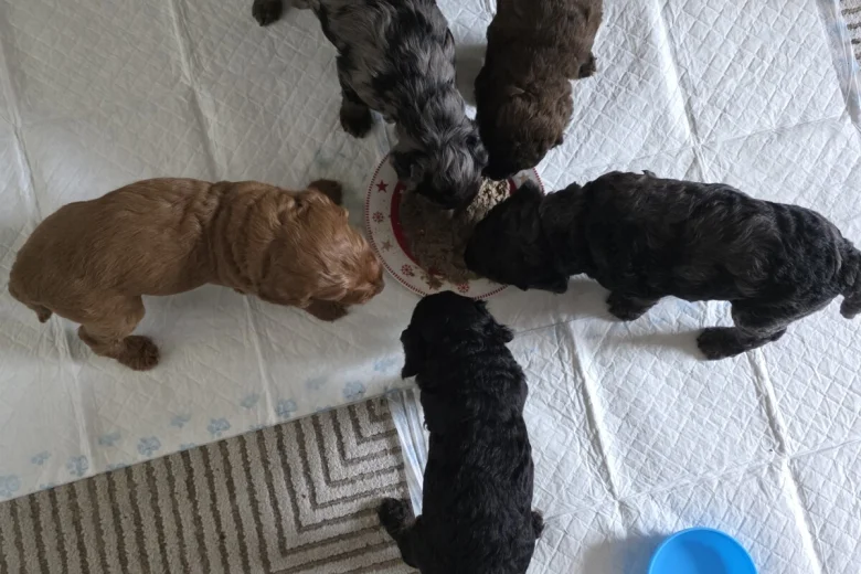 Cockapoo