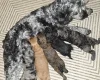 Cockapoo