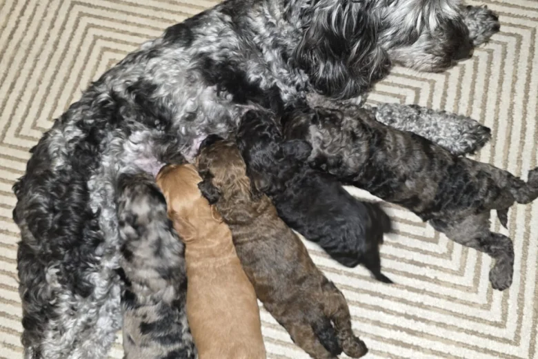 Cockapoo