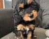 Cockapoo