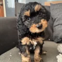 Cockapoo