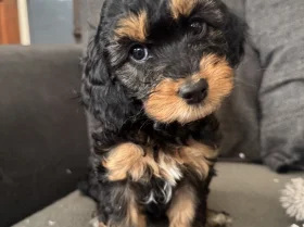 Cockapoo