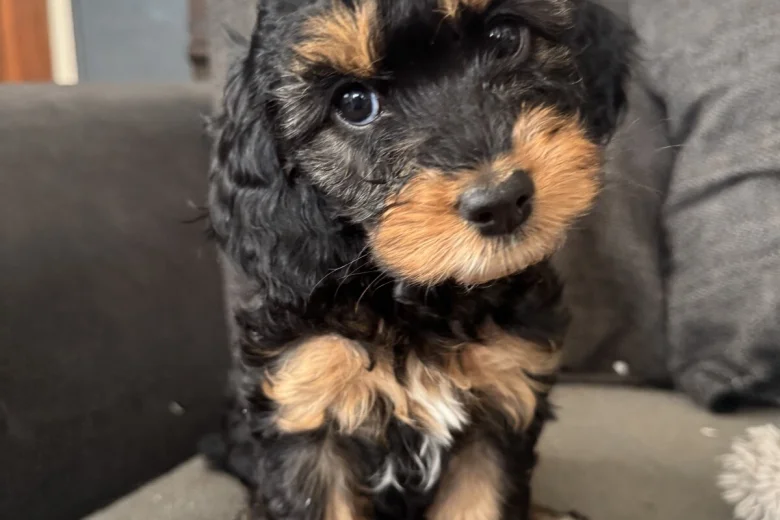 Cockapoo