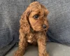 Cockapoo