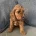 Cockapoo