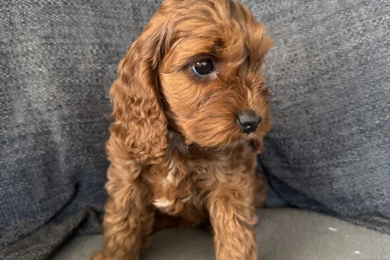 Cockapoo