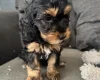 Cockapoo