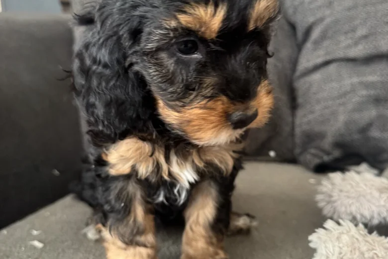 Cockapoo