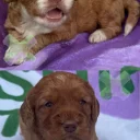 Cockapoo