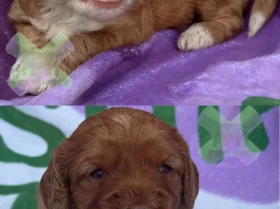 Cockapoo