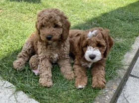 Cockapoo