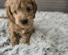 Cockapoo
