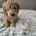 Cockapoo