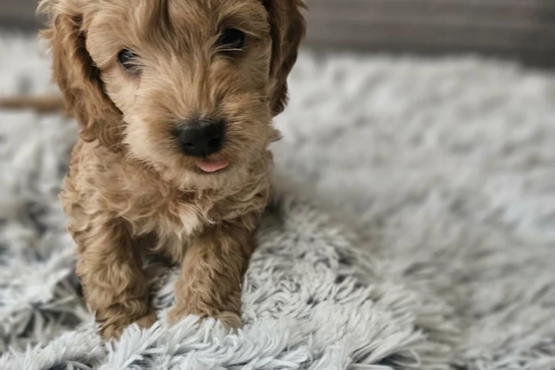 Cockapoo